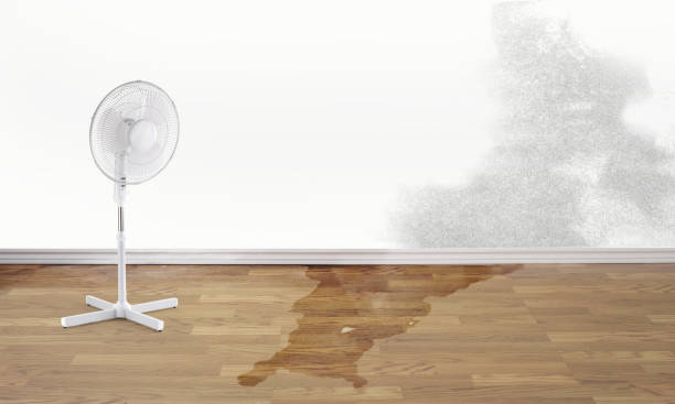 Best Water damage contractors near me  in Pea Ridge, WV