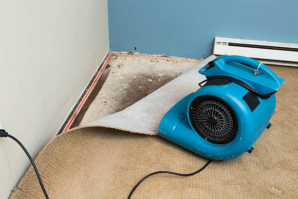 Best Mold removal after water damage  in Pea Ridge, WV